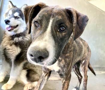 Pit Bull Terrier and Mixed Breed Dogs Available for Adoption in San Bernardino, California - ELI | PetCurious