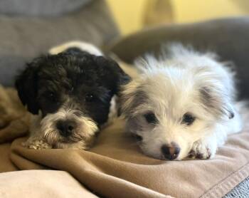 Poodle and Shih Tzu Dogs Available for Adoption in Lisbon, Iowa - Edison & Piper | PetCurious
