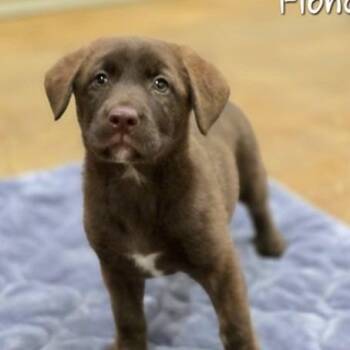 Fiona -  Mixed Breed Dog for Adoption in New York, New York - Fiona | PetCurious