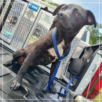 Black Labrador Retriever Dogs Available for Adoption in Lyons, Georgia - Dahlia | PetCurious