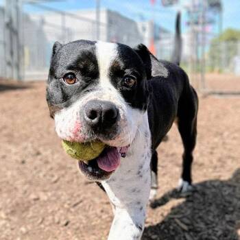 Rescue Pit Bull Terrier Dogs for Adoption in Eagle, Idaho - Mammoth **Courtesy Post. Out Of Town Pet. See Below For Details* | PetCurious
