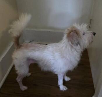 Terrier Dogs Available for Adoption in South Bend, Indiana - Karma | PetCurious