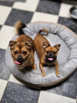 Rescue Pekingese and Affenpinscher Dogs for Adoption in Chicago, Illinois - Rusty | PetCurious