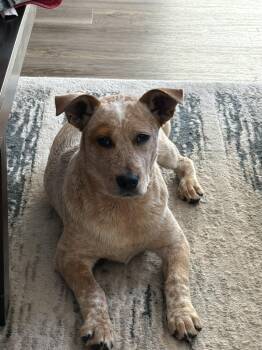 Australian Cattle Dog Blue Heeler Dogs Available for Adoption - Chili | PetCurious