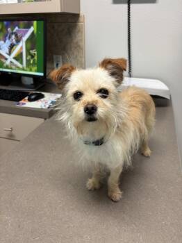 Terrier Dogs Available for Adoption in Brookshire, Texas - Wesley | PetCurious