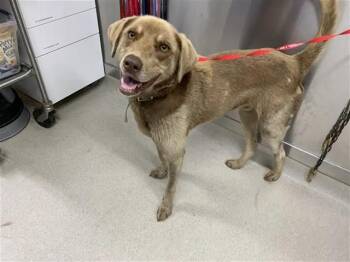 MILO -  Husky and Weimaraner Dog for Adoption in Fairbanks, Alaska - MILO | PetCurious