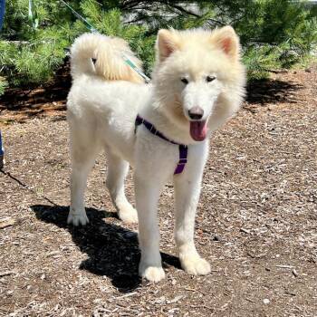 Noodle -  Samoyed Dog for Adoption in East Hampton, New York - Noodle | PetCurious