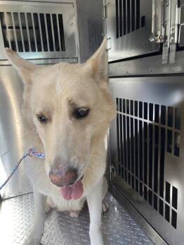 EMIR -  Mixed Breed Dog for Adoption in Dallas, Texas - EMIR | PetCurious