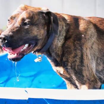 Bailey D11393 -  Pit Bull Terrier and Mixed Breed Dog for Adoption - Bailey D11393 | PetCurious