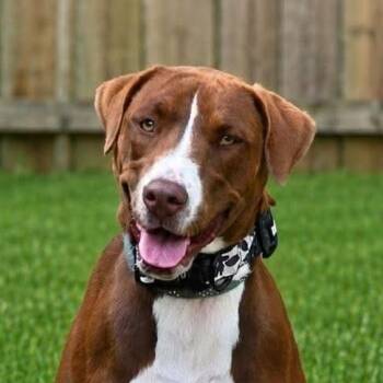 Danae (20260803-05) -  Chocolate Labrador Retriever Dog for Adoption in Niagara Falls, Ontario - Danae (20260803-05) | PetCurious