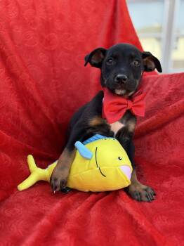 German Shepherd Dog and Black Labrador Retriever Dogs Available for Adoption - Marx Galaxy | PetCurious