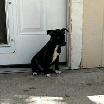 Ricky -  Catahoula Leopard Dog and Mixed Breed Dog for Adoption in Wimberley, Texas - Ricky | PetCurious
