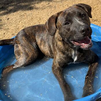 River -  Plott Hound Dog for Adoption in Queen City, Texas - River | PetCurious