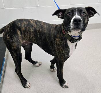 Pit Bull Terrier Dogs Available for Adoption - 26-52 | PetCurious