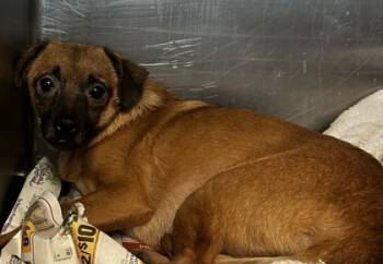 Rescue Dachshund and Mixed Breed Dogs for Adoption in Spartanburg, South Carolina - Tiny | PetCurious