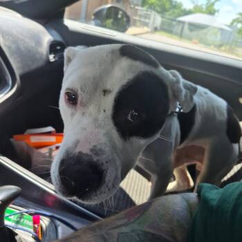 Cleatus -  Terrier Dog for Adoption in Hope Mills, North Carolina - Cleatus | PetCurious