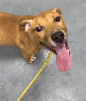 Pit Bull Terrier and Mixed Breed Dogs Available for Adoption in Peoria, Illinois - HONEY BEE | PetCurious