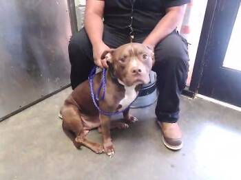 CREW -  Pit Bull Terrier and Mixed Breed Dog for Adoption in Tulsa, Oklahoma - CREW | PetCurious