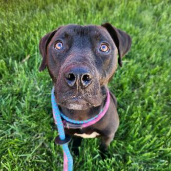 Obsidian -  Terrier Dog for Adoption in St. Louis, Missouri - Obsidian | PetCurious