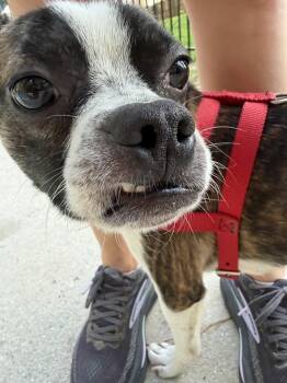Calvin Booker--4940-Dallas, GA -  Boston Terrier Dog for Adoption in Maryville, Tennessee - Calvin Booker--4940-Dallas, GA | PetCurious