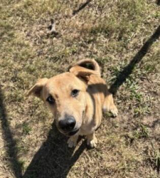Rescue Catahoula Leopard Dog and Mixed Breed Dogs for Adoption in Balch Springs, Texas - Mercer | PetCurious