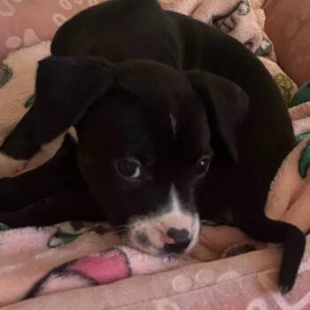 Pit Bull Terrier Dogs Available for Adoption in Seal Beach, California - Molly | PetCurious