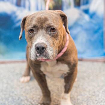 Nathan -  Mixed Breed Dog for Adoption in Glenfield, New York - Nathan | PetCurious