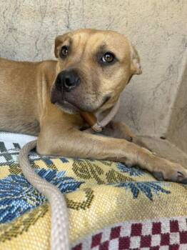 LUCY -  Boxer and Mixed Breed Dog for Adoption in Oklahoma City, Oklahoma - LUCY | PetCurious