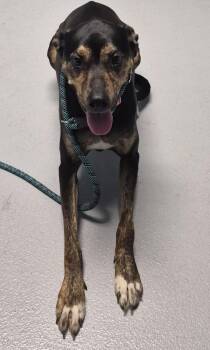 Pen 107 Storm -  Labrador Retriever Dog for Adoption in Lawrenceville, Georgia - Pen 107 Storm | PetCurious