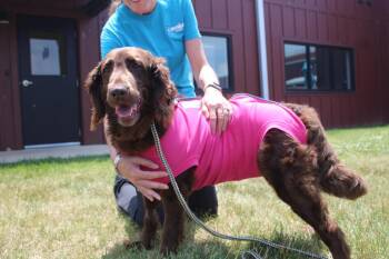 Millie -  Labradoodle Dog for Adoption in Chestertown, Maryland - Millie | PetCurious
