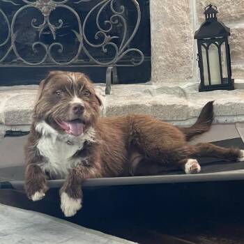 Hamish -  Pit Bull Terrier and American Staffordshire Terrier Dog for Adoption in Dallas, Texas - Hamish | PetCurious
