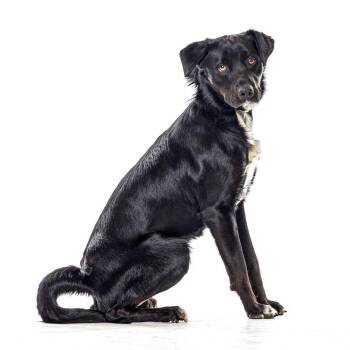 Border Collie Dogs Available for Adoption in Reno, Nevada - Beau | PetCurious