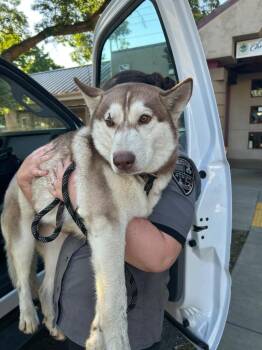 Laurel -  Husky Dog for Adoption in Chico, California - Laurel | PetCurious