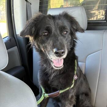 Mary Jane -  Border Collie and Mixed Breed Dog for Adoption in Windsor, Virginia - Mary Jane | PetCurious