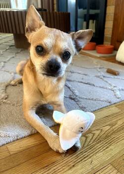 Newt -  Chihuahua and Mixed Breed Dog for Adoption in Minneapolis, Minnesota - Newt | PetCurious