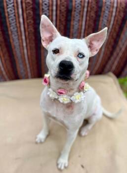 Zinnia -  American Staffordshire Terrier Dog for Adoption in Gulfport, Mississippi - Zinnia | PetCurious