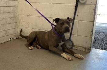 Rescue Pit Bull Terrier Dogs for Adoption in San Bernardino, California - MIKO | PetCurious