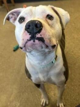 Scar -  Pit Bull Terrier Dog for Adoption in Cleveland, Ohio - Scar | PetCurious