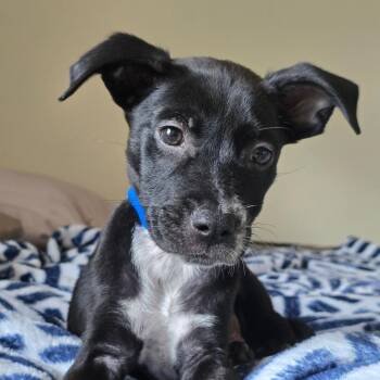 Juno -  Mixed Breed Dog for Adoption in Englewood, Florida - Juno | PetCurious