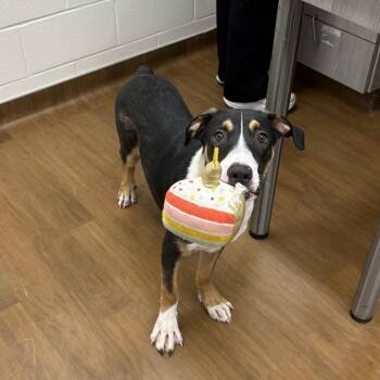 Harvey -  Boxer and Labrador Retriever Dog for Adoption in Beaumont, Texas - Harvey | PetCurious