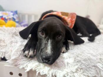Ruby Rain -  Great Dane and Labrador Retriever Dog for Adoption in Friendswood, Texas - Ruby Rain | PetCurious