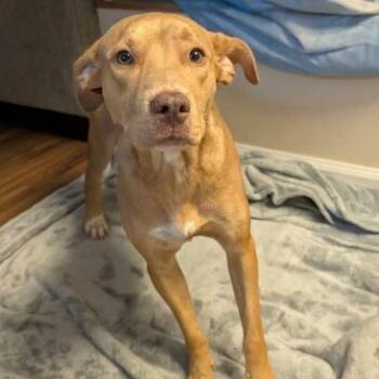 Nova -  Pit Bull Terrier Dog for Adoption in Jefferson City, Tennessee - Nova | PetCurious