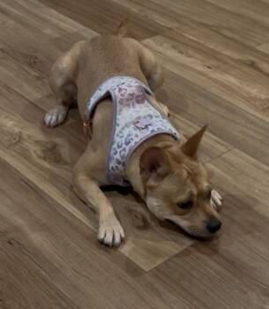 Rescue French Bulldog and Bulldog Dogs for Adoption in Glen Allen, Virginia - Evie | PetCurious