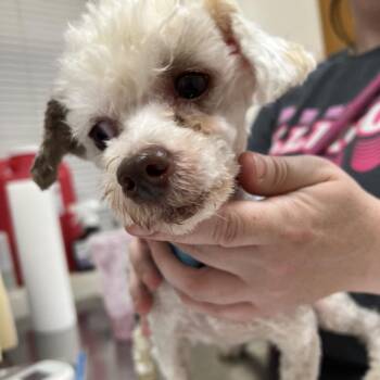 #48 -  Miniature Poodle Dog for Adoption in Pekin, Illinois - #48 | PetCurious