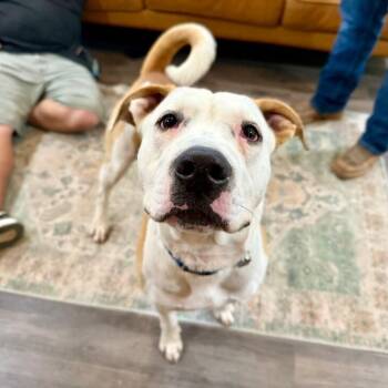Ralphie Biggs your Extra Large Wigglebutt -  Pit Bull Terrier and Labrador Retriever Dog for Adoption in Friendswood, Texas - Ralphie Biggs Your Extra Large Wigglebutt | PetCurious