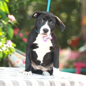 Sonet -  Labrador Retriever Dog for Adoption in Wake Forest, North Carolina - Sonet | PetCurious
