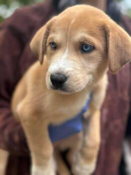 Husky and Shepherd Dogs Available for Adoption in New York, New York - Maple (AL) | PetCurious
