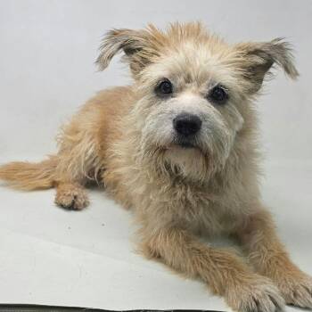 FOSTER NEEDED - Rye -  Terrier Dog for Adoption - FOSTER NEEDED - Rye | PetCurious