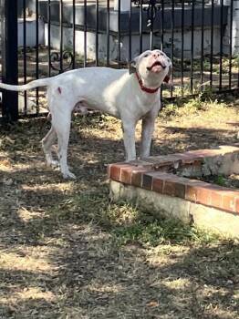 ROPER -  Pit Bull Terrier and Mixed Breed Dog for Adoption in Dallas, Texas - ROPER | PetCurious