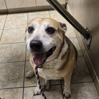 Rescue Pit Bull Terrier Dogs for Adoption in Pahrump, Nevada - Coco | PetCurious